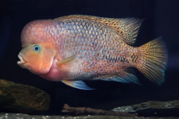 Quetzal cichlid in aquarium — Stock Photo, Image