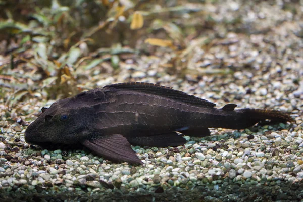 Adonis pleco in aquarium — Stockfoto