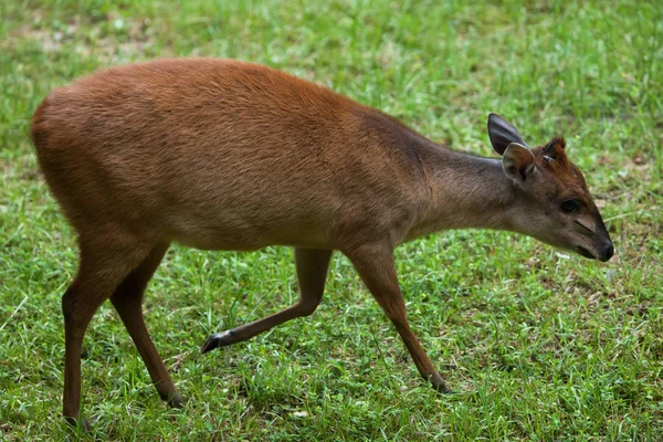 Red forest duiker — Stock Photo, Image