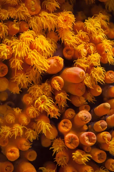 橙杯珊瑚 — 图库照片
