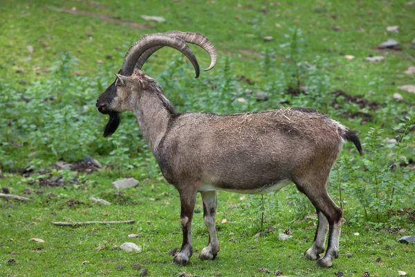 Bezoar ibex on grass — Stock Photo, Image
