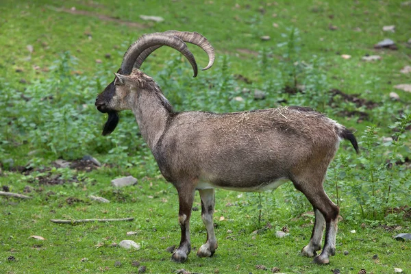 Bezoar stambecco sull'erba — Foto Stock