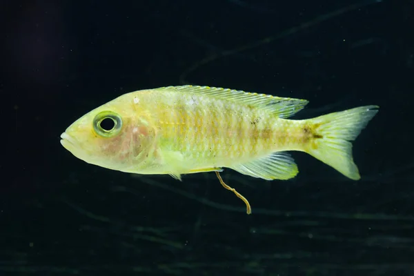 Maylandia hajomaylandi en acuario — Foto de Stock