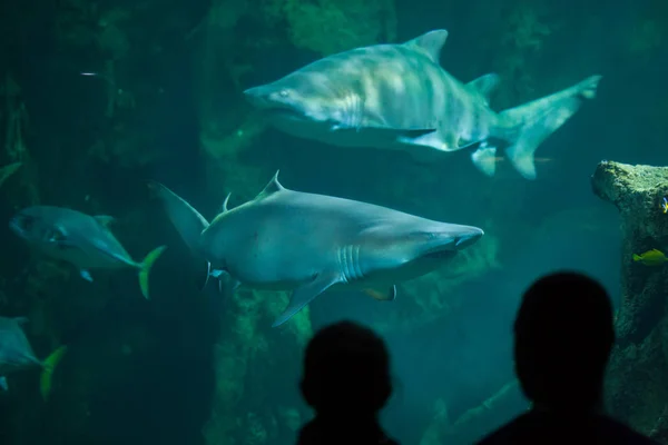 Tiburones tigre de arena — Foto de Stock