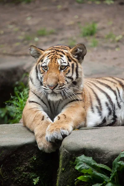 Siberian tiger in zoo — Stock Photo, Image