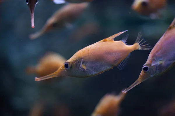 Longspine snipefishes in aquarium — Stock Photo, Image