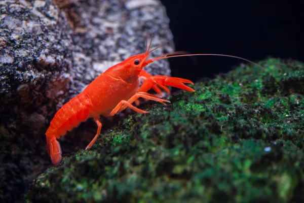 Pântano vermelho lagosta — Fotografia de Stock