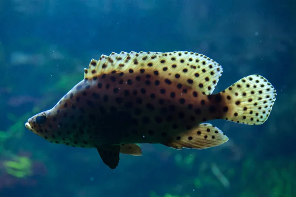 Hosszúszárnyú sügér-ban akvárium — Stock Fotó
