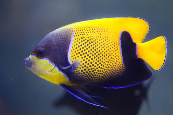 Blue-girdled angelfish — Stock Photo, Image