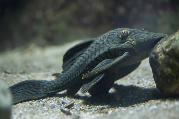 水族館でロイヤル panaque — ストック写真