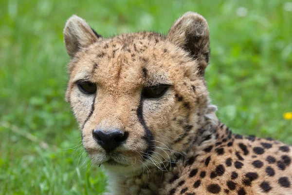 Cheetah laying on grass — Stock Photo, Image