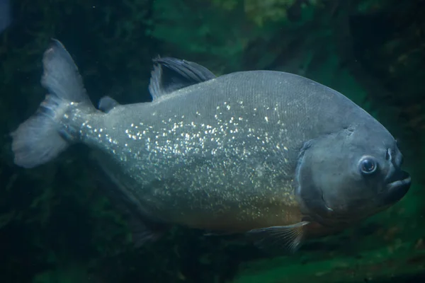 Tambaqui fish in aquarium — Stock Photo, Image