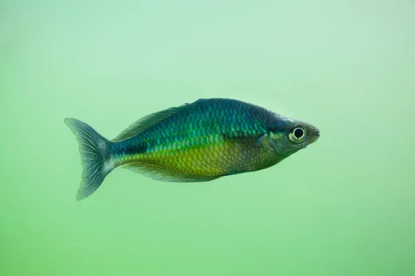 Novo peixe-íris da Guiné — Fotografia de Stock