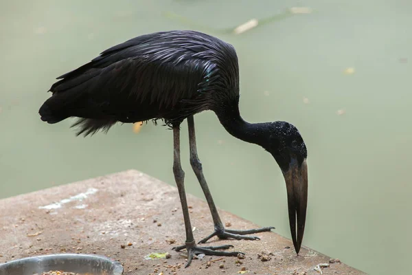 African openbill in zoo — Stock Photo, Image