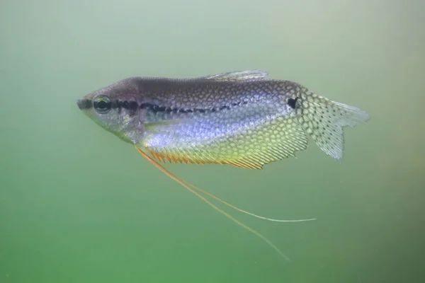 수족관에서 진주 gourami — 스톡 사진