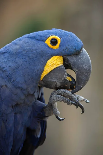 Гиацинтовый попугай — стоковое фото