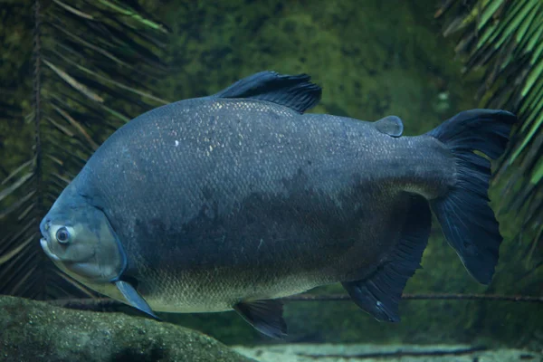 Zwarte pacu vissen in aquarium — Stockfoto
