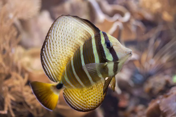Sailfin tang in aquarium — Stock Photo, Image