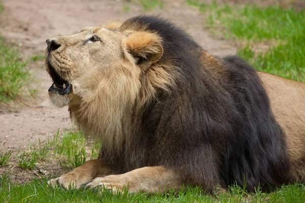 Aziatische leeuw in de zoo — Stockfoto