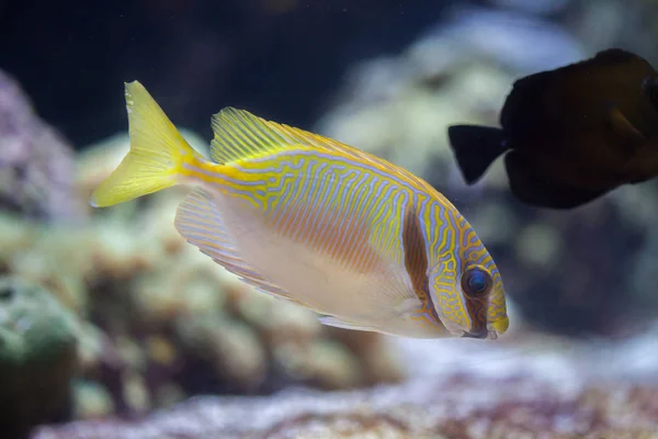 Nabazgrał rabbitfish w akwarium — Zdjęcie stockowe