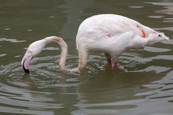 Grotere flamingo in vijver — Stockfoto