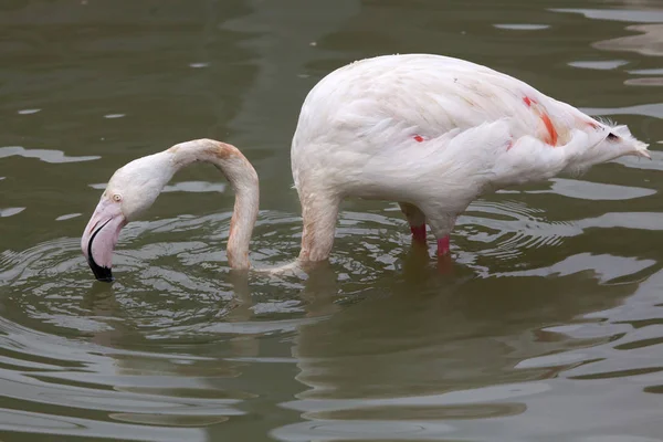 Flamingo im Teich — Stockfoto