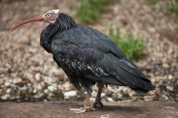 Norte careca ibis — Fotografia de Stock