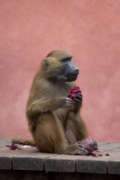 Guiné babuíno comer — Fotografia de Stock