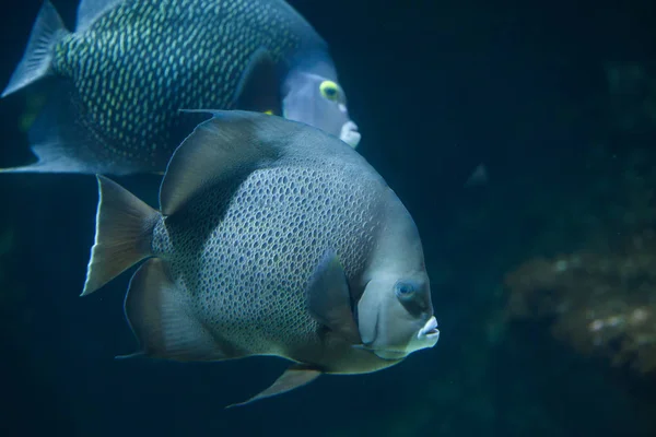 Grey angelfish in aquarium — Stock Photo, Image