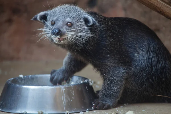 Komik Binturong yeme — Stok fotoğraf