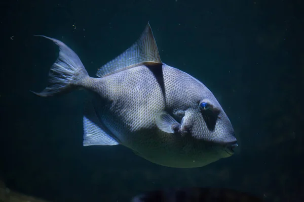 Сіра тригерна риба в акваріумі — стокове фото