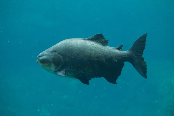 Peces de Tambaqui en acuario — Foto de Stock