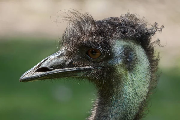 Emu ヘッドのクローズ アップ — ストック写真