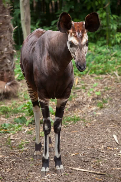 Okapi em habitat natural — Fotografia de Stock