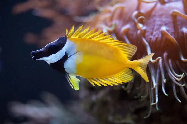 Poisson lapin Foxface dans l'aquarium — Photo