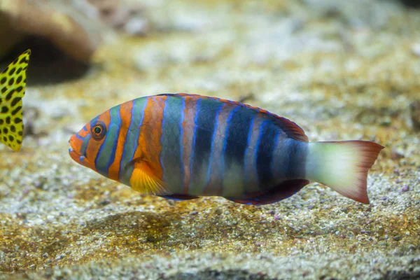 Harlequin tuskfish in aquarium — Stockfoto