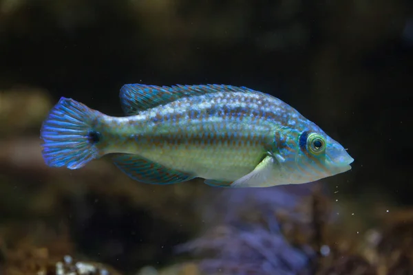 Corkwing wrasse em aquário — Fotografia de Stock