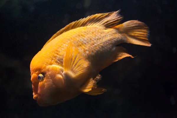 Midas cichlid in aquarium — Stock Photo, Image