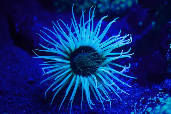 Cilinder anemone in aquarium — Stockfoto