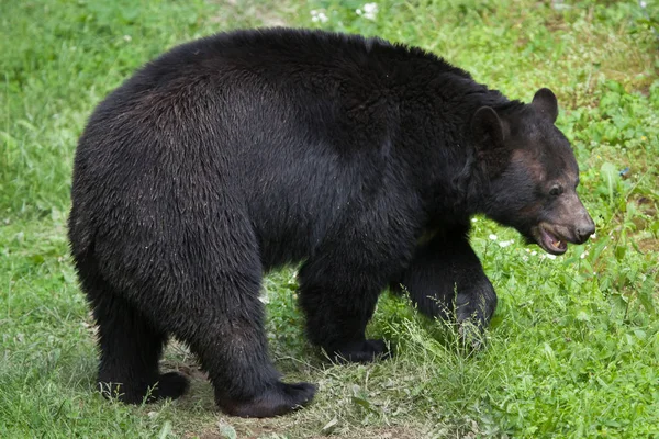 美国黑熊 — 图库照片