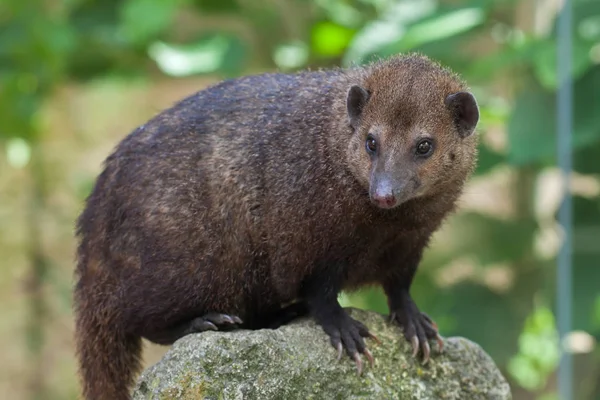 Kusimanse in Großaufnahme — Stockfoto