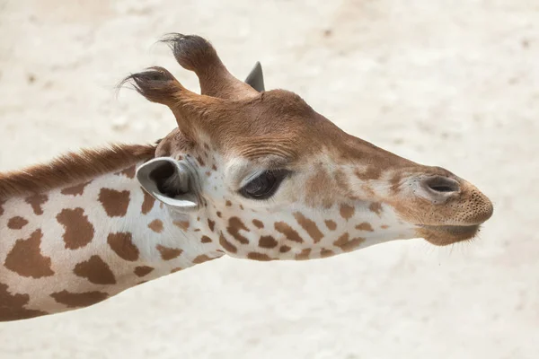 Girafa africana central — Fotografia de Stock