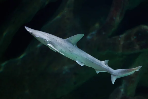 Tubarão cabeçudo no aquário — Fotografia de Stock