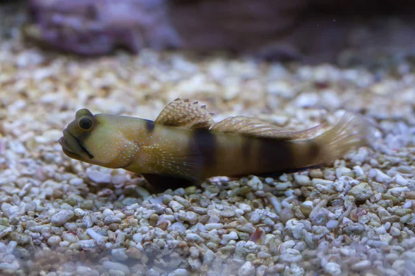 Bluespotted watchman goby — Stock Photo, Image