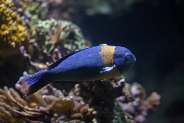 Wrasse de sela no aquário — Fotografia de Stock