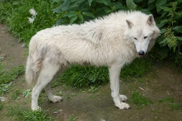 White Arctic wolf — Stock Photo, Image