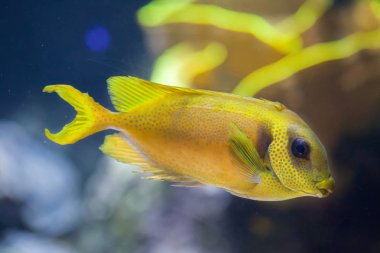 Mavi benekli spinefoot