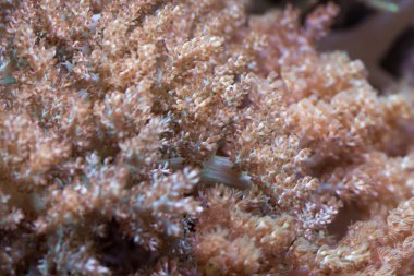 Grube akvaryum gorgonian