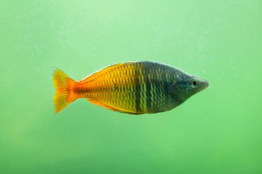 Boeseman'ın rainbowfish akvaryum
