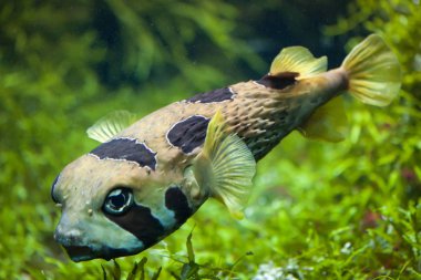 Longspined porcupinefish akvaryum